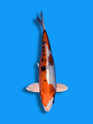 Yamato Nishiki | Koi&Co.